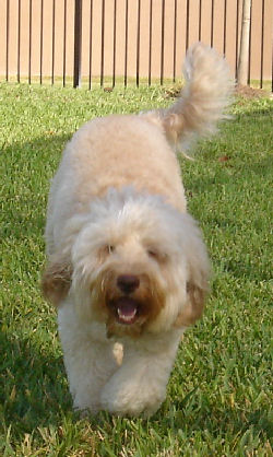 Australian Labradoodle Stud
