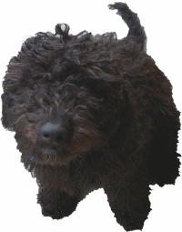 Australian Labradoodles