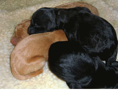 Our Beautiful Labradoodle puppies